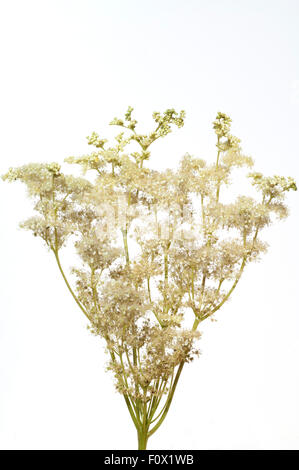 Maedesuess,, Filipendula ulmaria, Foto Stock