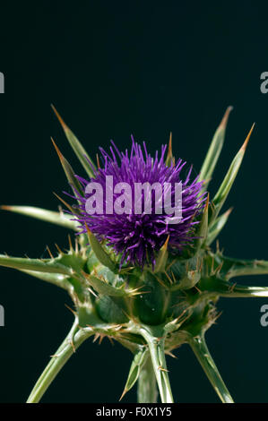 Mariendistel,, Silybum marianum, Distel Foto Stock