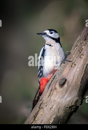 Picchio, Natura, Bird, fauna selvatica, grande, ornitologia, selvatici, foresta, becco, pezzata, maschio, animale, dendrocopos, piume, colorfu Foto Stock