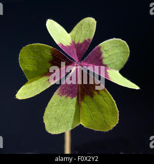 Gluecksklee, Oxalis tetraphylla, Vierblaettriger, Sauerklee Foto Stock