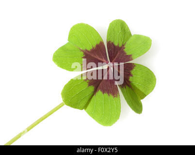 Gluecksklee, Oxalis tetraphylla, Vierblaettriger, Sauerklee Foto Stock