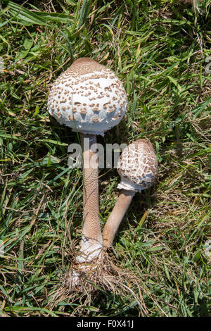 I giovani lungo stelo Parasol (fungo Macrolepiota procera o Lepiota procera) su erba lunga. Pembrokeshire Coast, Wales UK Foto Stock