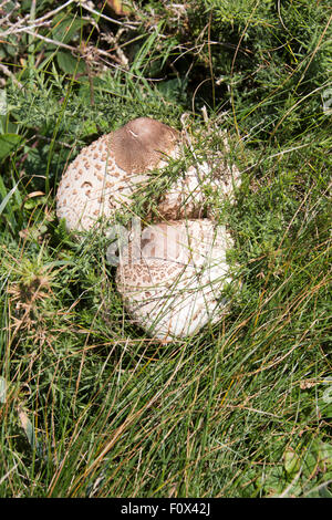 Grande coppia Parasol (fungo Macrolepiota procera o Lepiota procera) su erba lunga. Pembrokeshire Coast, Wales UK Foto Stock