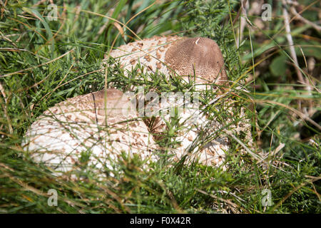 Grande coppia Parasol (fungo Macrolepiota procera o Lepiota procera) su erba lunga. Pembrokeshire Coast, Wales UK Foto Stock