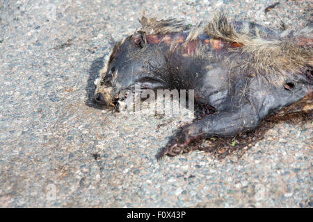 Dead badger, Road kill. Foto Stock