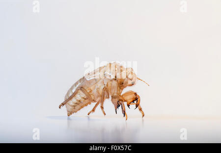 Cicala Ninfa vuoto guscio, Andalusia, Spagna. Foto Stock