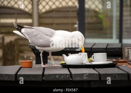 Aringa gabbiano mangiare i residui di cibo sul tavolo per la colazione ourdoors Foto Stock