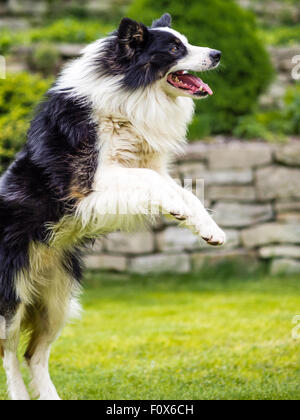 Cane, Border Collie, saltando in azione Foto Stock