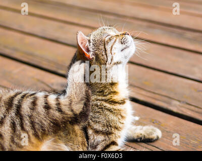 Cat godendo di graffiare stesso in colori luminosi Foto Stock