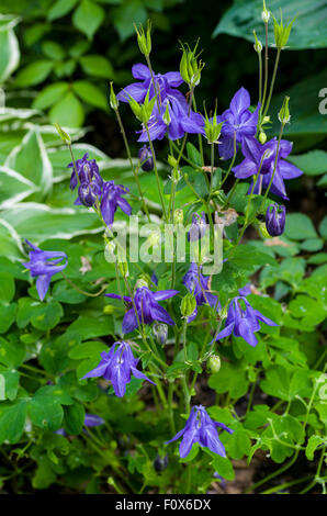 Aquilegia alpina (Aquilegia) o la nonna cofano Foto Stock