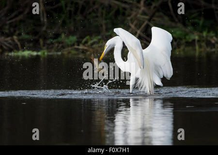 Airone bianco maggiore (Ardea alba). Myakka River State Park, Florida, Stati Uniti d'America. Foto Stock