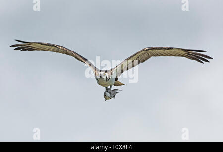 Falco pescatore (Pandion haliaetus) battenti con pesce. Parco nazionale delle Everglades, Florida, Stati Uniti d'America. Foto Stock