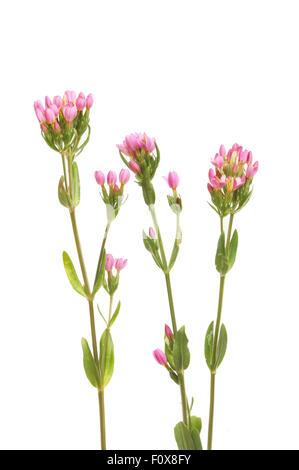 Comune, Centuary Centaurium erythraea, selvaggio fiore isolata contro bianco Foto Stock