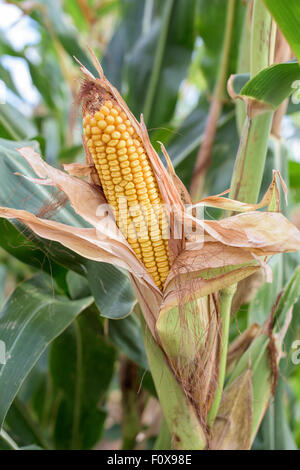 Un maturo di mais giallo- parte di una pianta di mais Foto Stock
