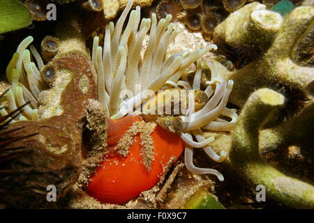 Un verde abbarbicato subacquea di granchio su un anemone gigante, il mare dei Caraibi, Costa Rica, America Centrale Foto Stock