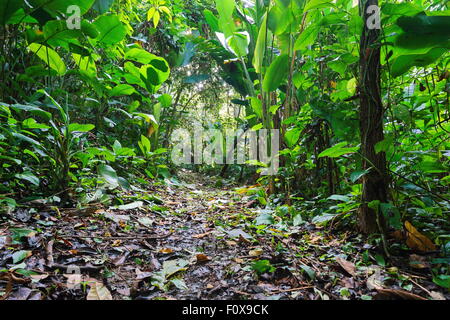 Sentiero nella giungla attraverso una lussureggiante vegetazione tropicale, Costa Rica, America Centrale Foto Stock