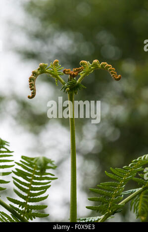 Giovani fronde di felce dispiegarsi in una foresta vicino Kentra Bay, a Ardnamurchan, Scozia Foto Stock