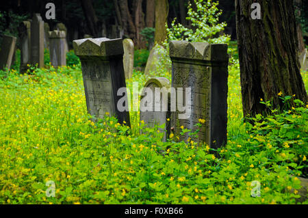 Vecchie lapidi coperte di verde a cimitero ebraico a Varsavia in Polonia. Foto Stock