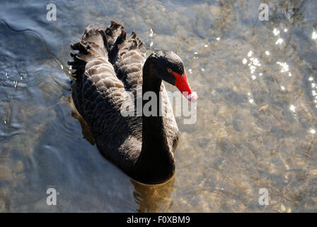 Nero (segato Cygnus atratus) nuotare nel fiume Coln vicino a Bibury allevamento di trote, Costwolds REGNO UNITO Foto Stock
