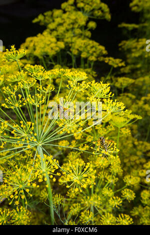 Ombrelli gialli - infiorescenza di aneto in giardino Foto Stock