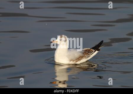 Seagull sbarco in acqua con riflessioni Foto Stock