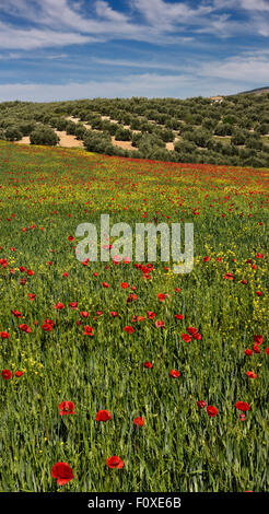 Maggese campo di frumento primaverile con papavero rosso e giallo Rocket erbacce accanto a oliveti a Puerto Lope Spagna Foto Stock