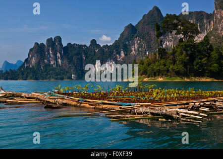 I giardini galleggianti di CHIEW ZATTERA LAN HOUSE su CHEOW EN lago in Khao Sok NATIONAL PARK - Tailandia Foto Stock