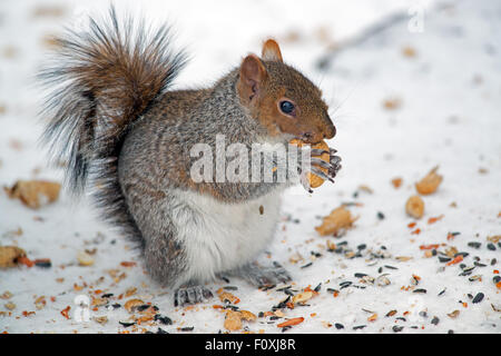 Orientale scoiattolo grigio mangiare arachidi Foto Stock