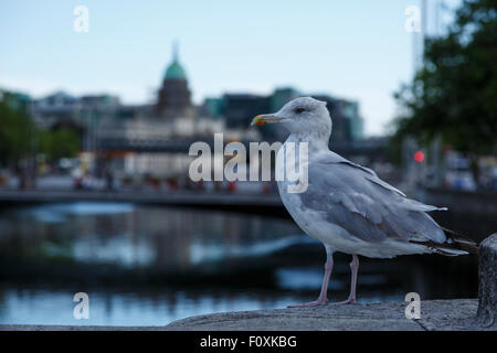 Seagull, il ponte sul fiume Liffery, Dublino, Irlanda Foto Stock