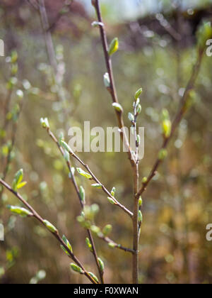 Rene giovani crescono in luogo ecologico. Giovani piante estive. Foto Stock