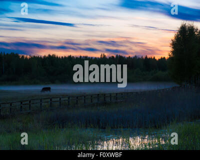 Colorfull Sunset over vacche in un campo di nebbia. Foto Stock