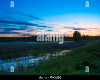 Colorfull Sunset over vacche in un campo di nebbia. Foto Stock