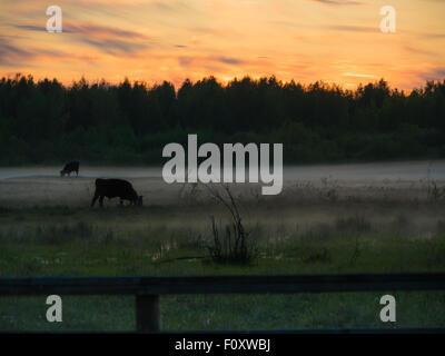 Colorfull Sunset over vacche in un campo di nebbia. Foto Stock