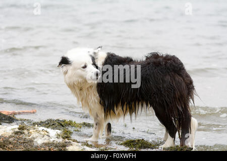 Border Collie cane in piedi al bordo del lago in attesa di stick per gettato nella mischia Priory Marina, Bedford, Bedfordshire, Inghilterra Foto Stock