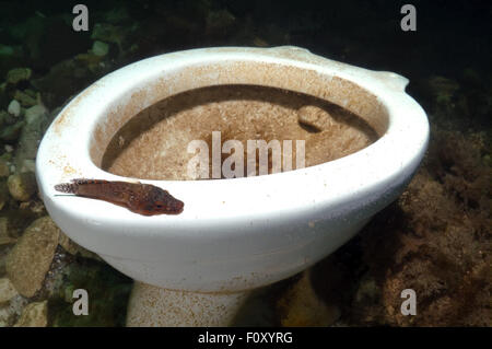 Ottobre 15, 2014 - Mar Nero, Ucraina - Shore clingfish (Lepadogaster lepadogaster) in corrispondenza di un sottomarino di wc, Mar Nero, Crimea, Ucraina, Europa orientale (credito Immagine: © Andrey Nekrasov/ZUMA filo/ZUMAPRESS.com) Foto Stock