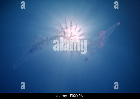 Ottobre 15, 2014 - Mar Nero, Ucraina - Medusa (Medusozoa sp.) sconosciuto alla scienza, Mar Nero, Crimea, Ucraina, l'Europa orientale. (Credito Immagine: © Andrey Nekrasov/ZUMA filo/ZUMAPRESS.com) Foto Stock