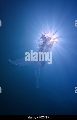 Ottobre 15, 2014 - Mar Nero, Ucraina - Medusa (Medusozoa sp.) sconosciuto alla scienza, Mar Nero, Crimea, Ucraina, l'Europa orientale. (Credito Immagine: © Andrey Nekrasov/ZUMA filo/ZUMAPRESS.com) Foto Stock