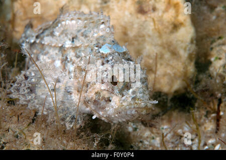 Ottobre 15, 2014 - Mar Nero, Ucraina - Mar Nero bioobject collection: nero Scorfani (Scorpaena porcus) Mar Nero, Crimea, Russia (credito Immagine: © Andrey Nekrasov/ZUMA filo/ZUMAPRESS.com) Foto Stock