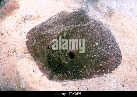 Ottobre 15, 2014 - Mar Nero, Ucraina - Comune di stingray (Dasyatis pastinaca) Mar Nero, Crimea, Russia (credito Immagine: © Andrey Nekrasov/ZUMA filo/ZUMAPRESS.com) Foto Stock