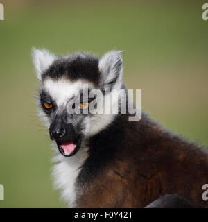 Un bel close-up di un anello-tailed Lemur, masticare considera, cercando stanco Foto Stock