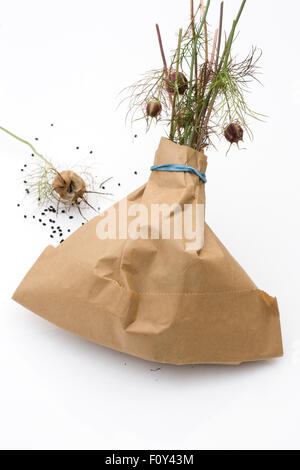 Nigella damascena 'gioielli persiano' seedhead. La raccolta di amore-nel-mist seedpods in un sacchetto di carta. Foto Stock