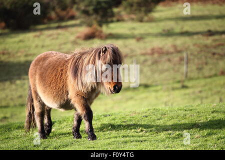 Un bellissimo pony Shetland camminando sul campo di fattoria Foto Stock