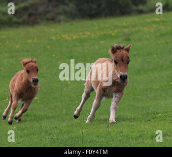 Due giocoso, giovani, pony Shetland in esecuzione sul campo verde Foto Stock