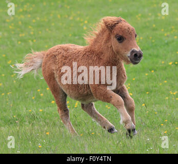 Un giocoso, giovane, pony Shetland in esecuzione sul campo verde Foto Stock