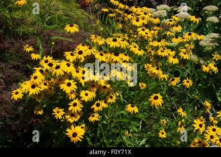 Sullivanti Rudbeckia Goldsturm "" Foto Stock