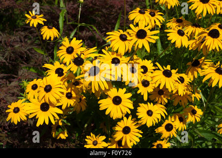 Sullivanti Rudbeckia Goldsturm "" Foto Stock