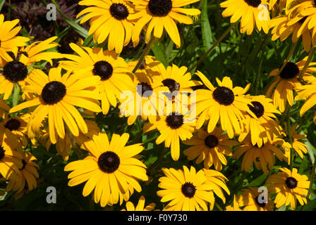 Sullivanti Rudbeckia Goldsturm "" Foto Stock