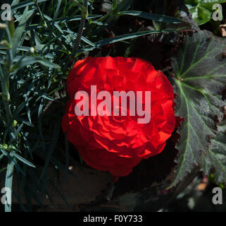 Rosso brillante begonia tuberosa Foto Stock