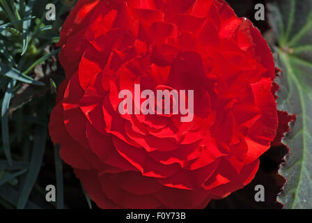 Rosso brillante begonia tuberosa Foto Stock