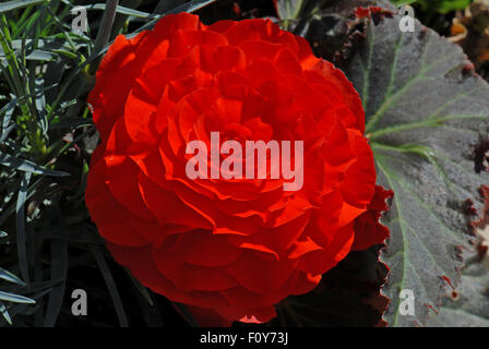 Rosso brillante begonia tuberosa Foto Stock